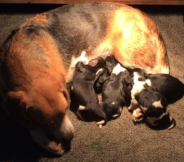 "Lizzy"met pups